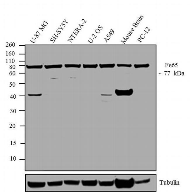 Fe65 Antibody in Western Blot (WB)