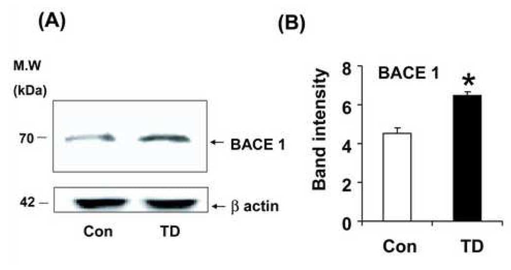 BACE1 Antibody in Western Blot (WB)