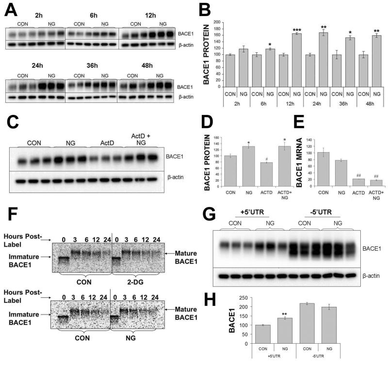 BACE1 Antibody in Western Blot, Immunoprecipitation (WB, IP)