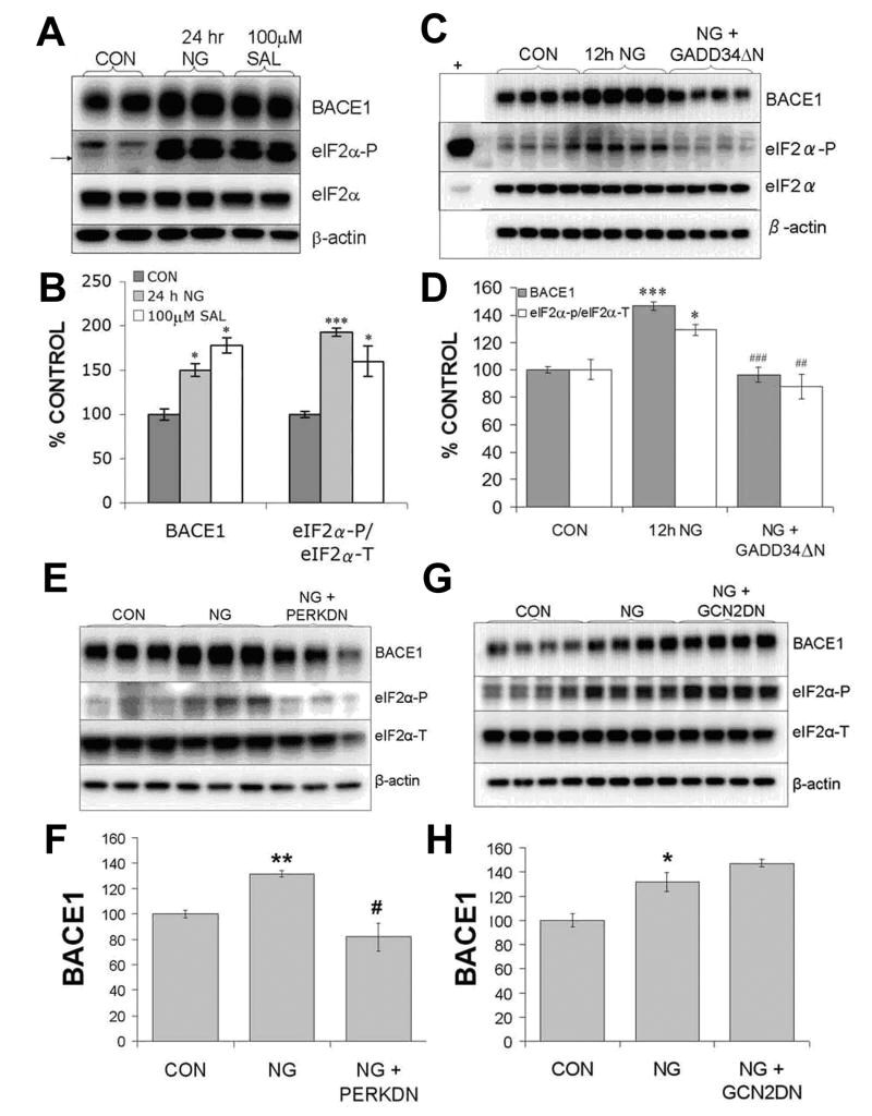 BACE1 Antibody in Western Blot (WB)