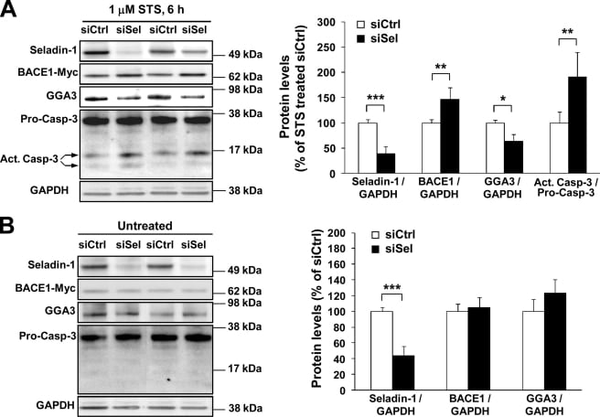 BACE1 Antibody in Western Blot (WB)