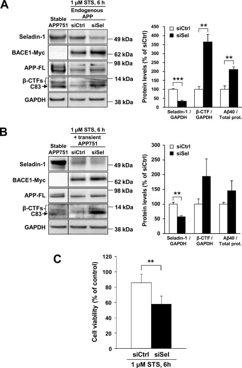 BACE1 Antibody in Western Blot (WB)