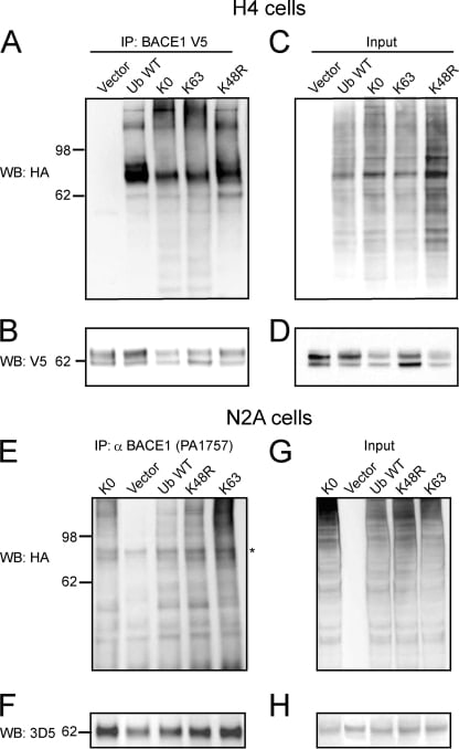 BACE1 Antibody in Immunoprecipitation (IP)