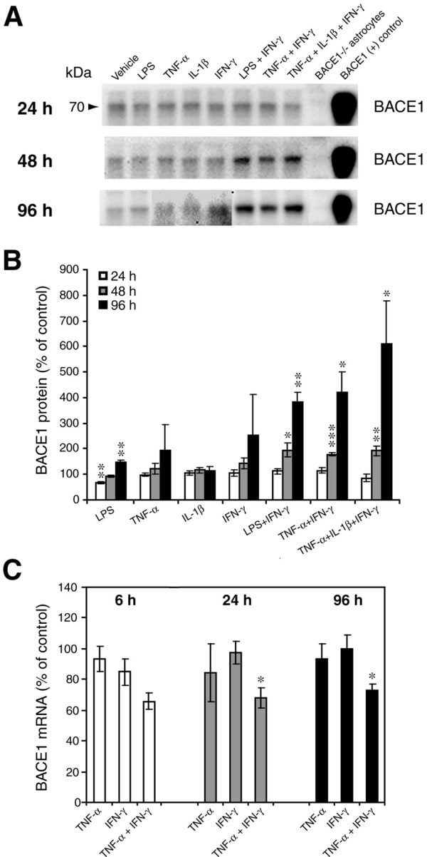 BACE1 Antibody