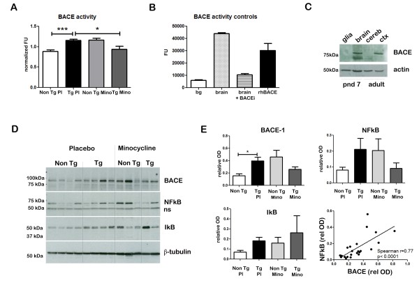 BACE1 Antibody in Western Blot (WB)