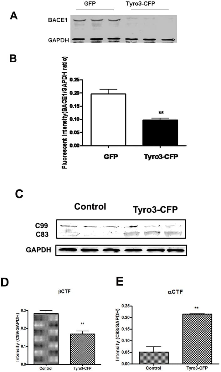 BACE1 Antibody in Western Blot (WB)