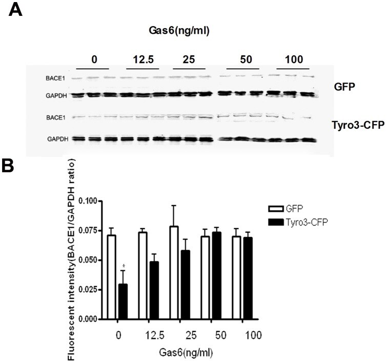 BACE1 Antibody in Western Blot (WB)