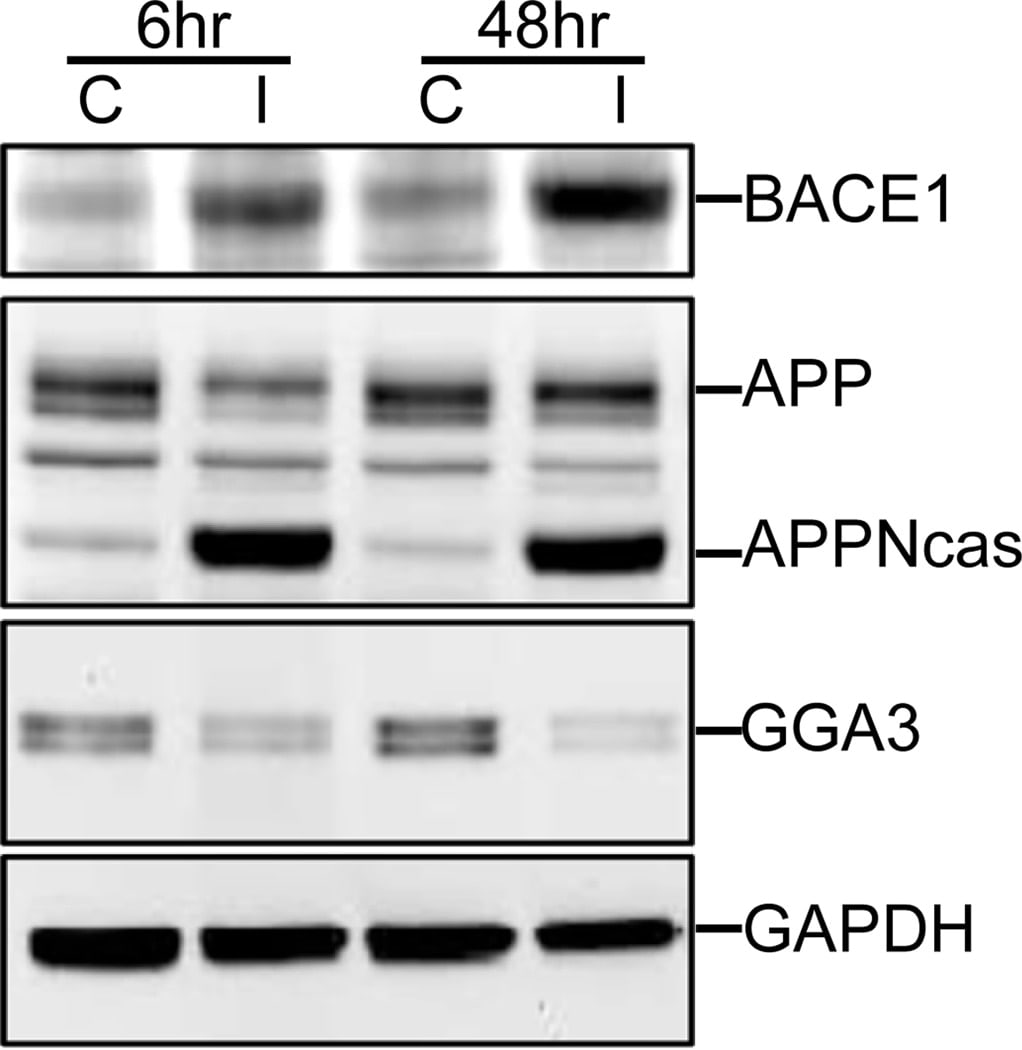 BACE1 Antibody in Western Blot (WB)