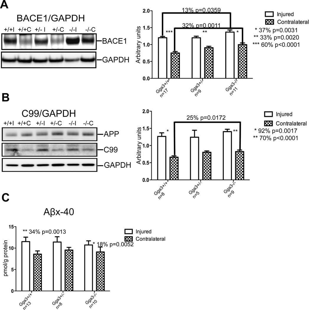 BACE1 Antibody in Western Blot (WB)