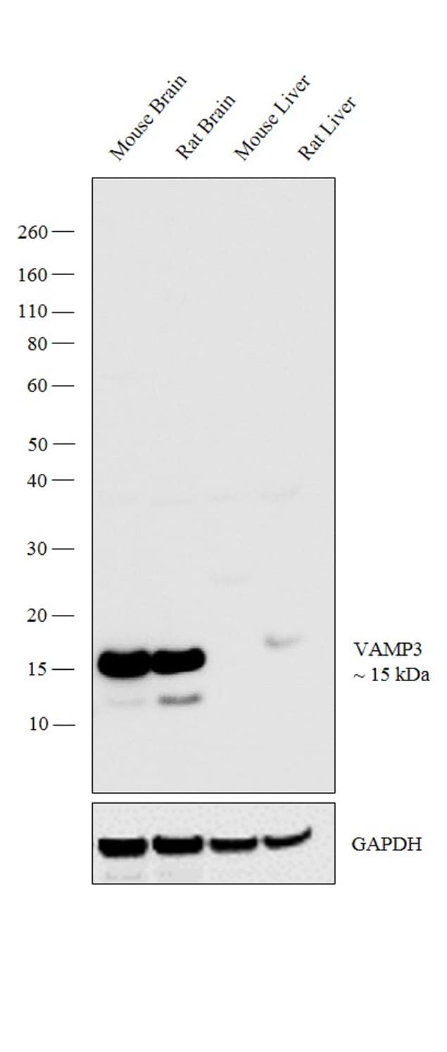 Vamp3 Antibody Pa1 767a