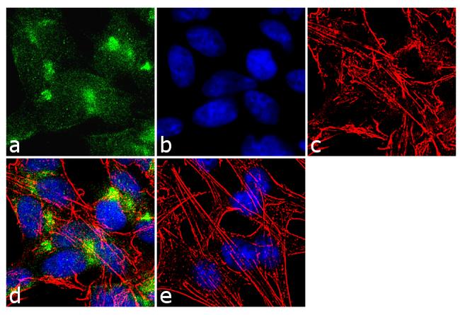 VAMP4 Antibody in Immunocytochemistry (ICC/IF)