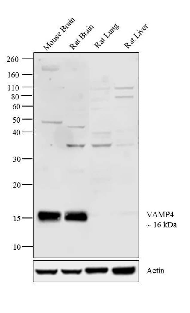 VAMP4 Antibody in Western Blot (WB)