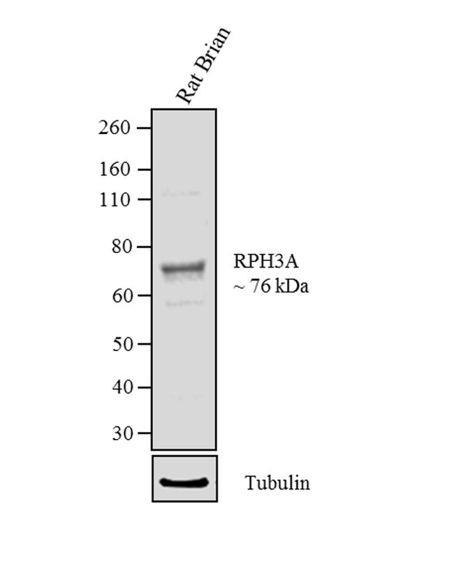 RPH3A Antibody in Western Blot (WB)