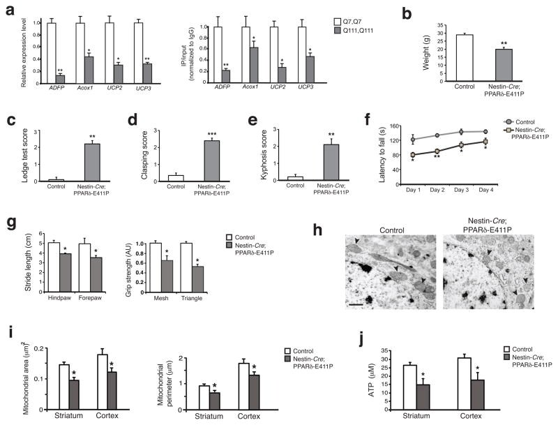 PPAR delta Antibody (PA1-823A)