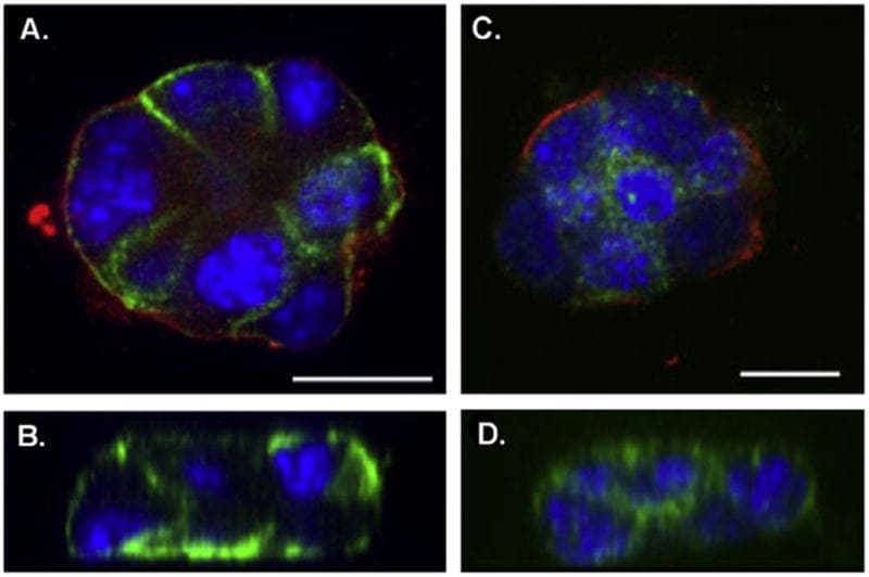 PMCA2 ATPase Antibody in Immunocytochemistry (ICC/IF)