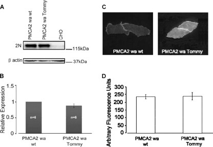 PMCA2 ATPase Antibody in Immunohistochemistry (IHC)