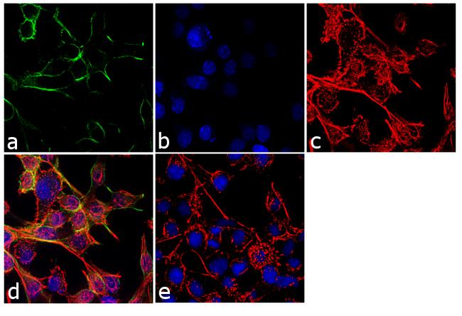 Kcnq3 Antibody Pa1 930