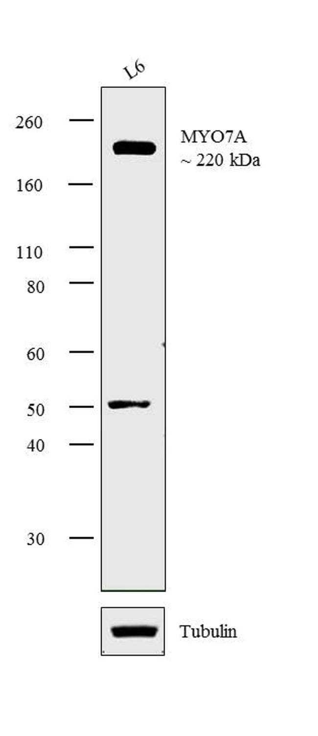 MYO7A Antibody in Western Blot (WB)