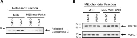 VDAC Antibody in Western Blot (WB)