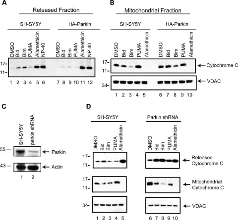 VDAC Antibody in Western Blot (WB)