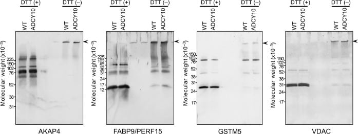 VDAC Antibody in Western Blot (WB)