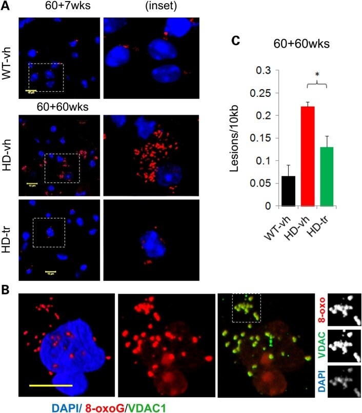 VDAC Antibody in Immunocytochemistry (ICC/IF)