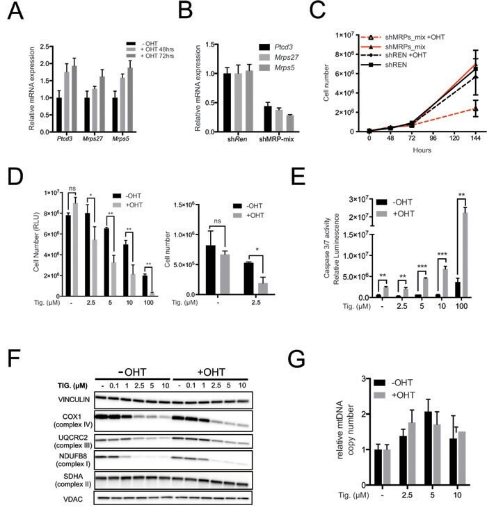 VDAC Antibody in Western Blot (WB)