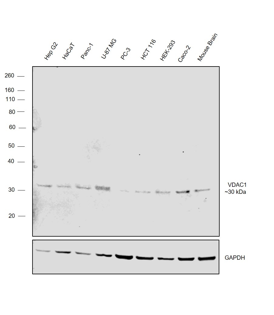 VDAC Antibody in Western Blot (WB)