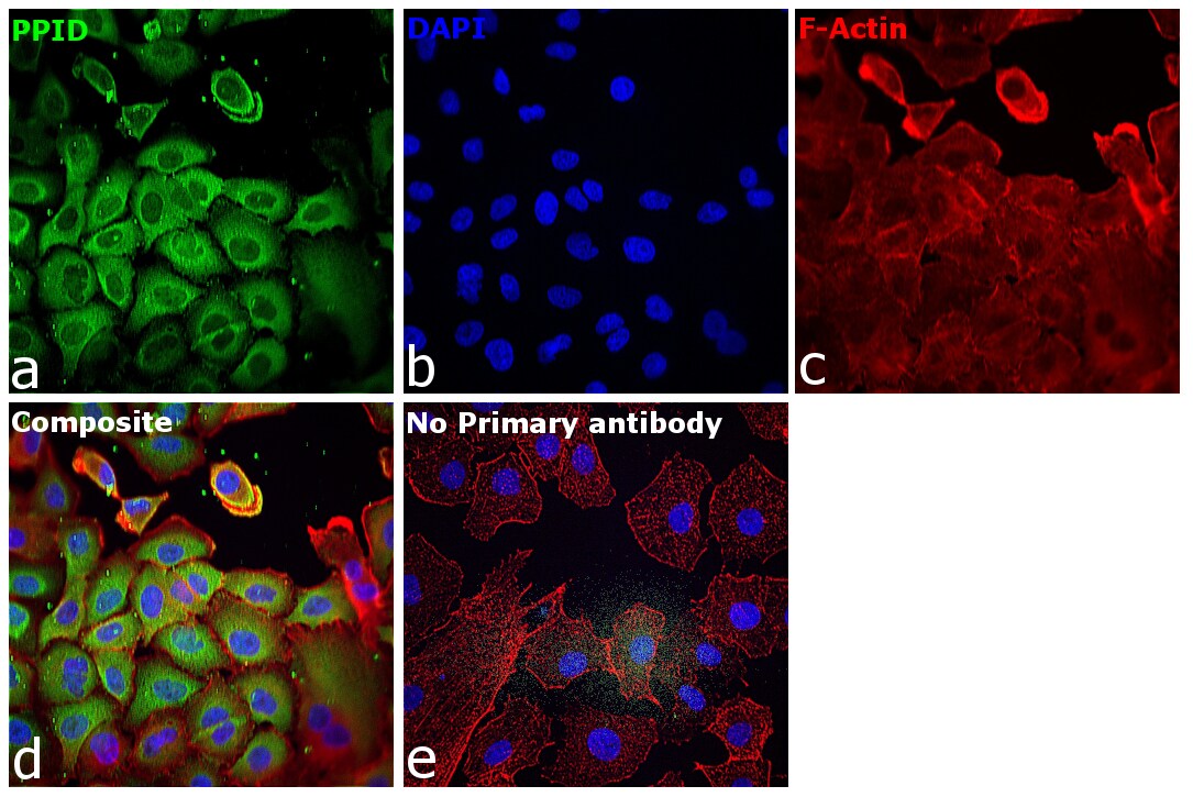 Cyclophilin 40 Antibody in Immunocytochemistry (ICC/IF)