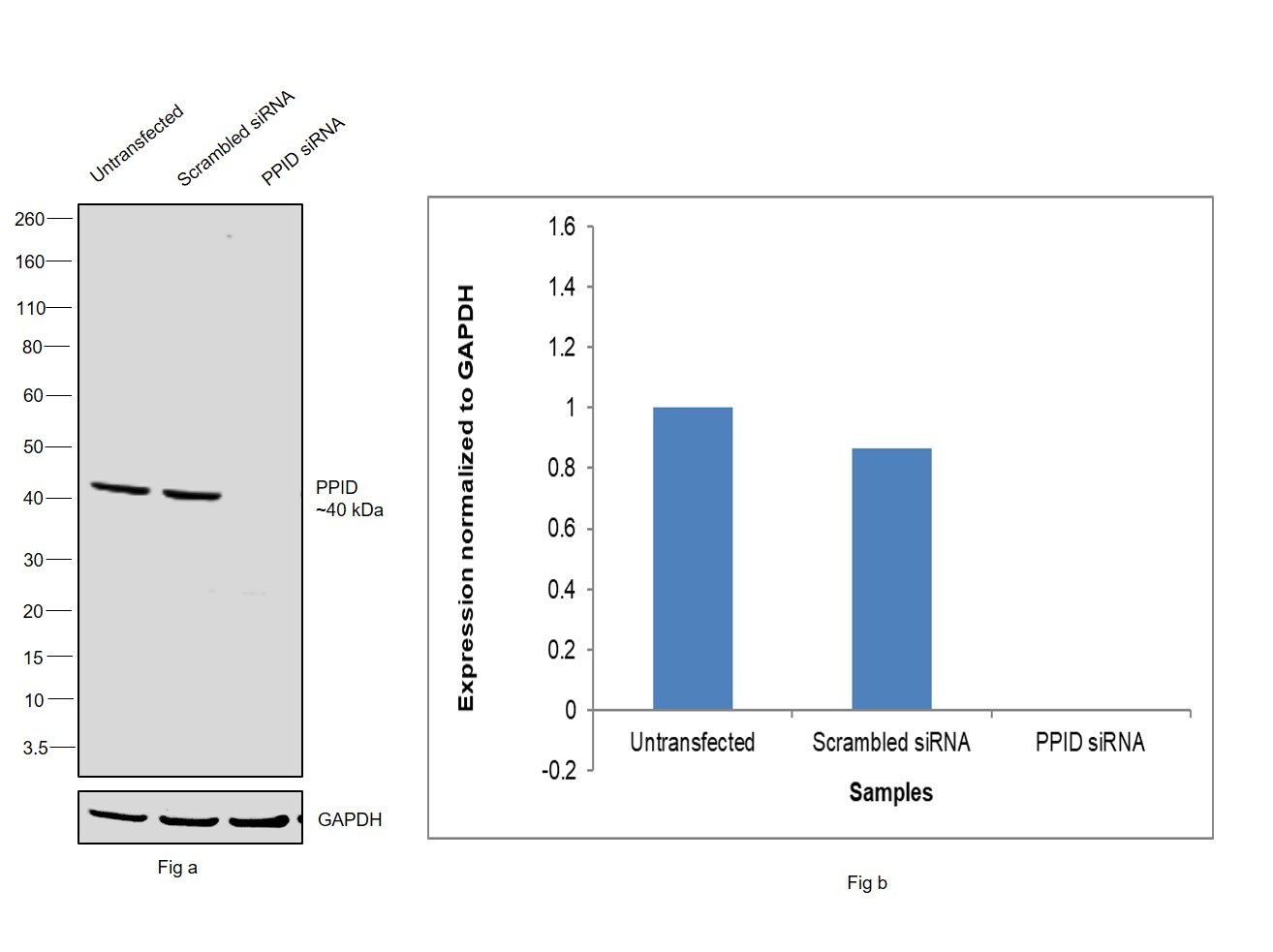 Cyclophilin 40 Antibody