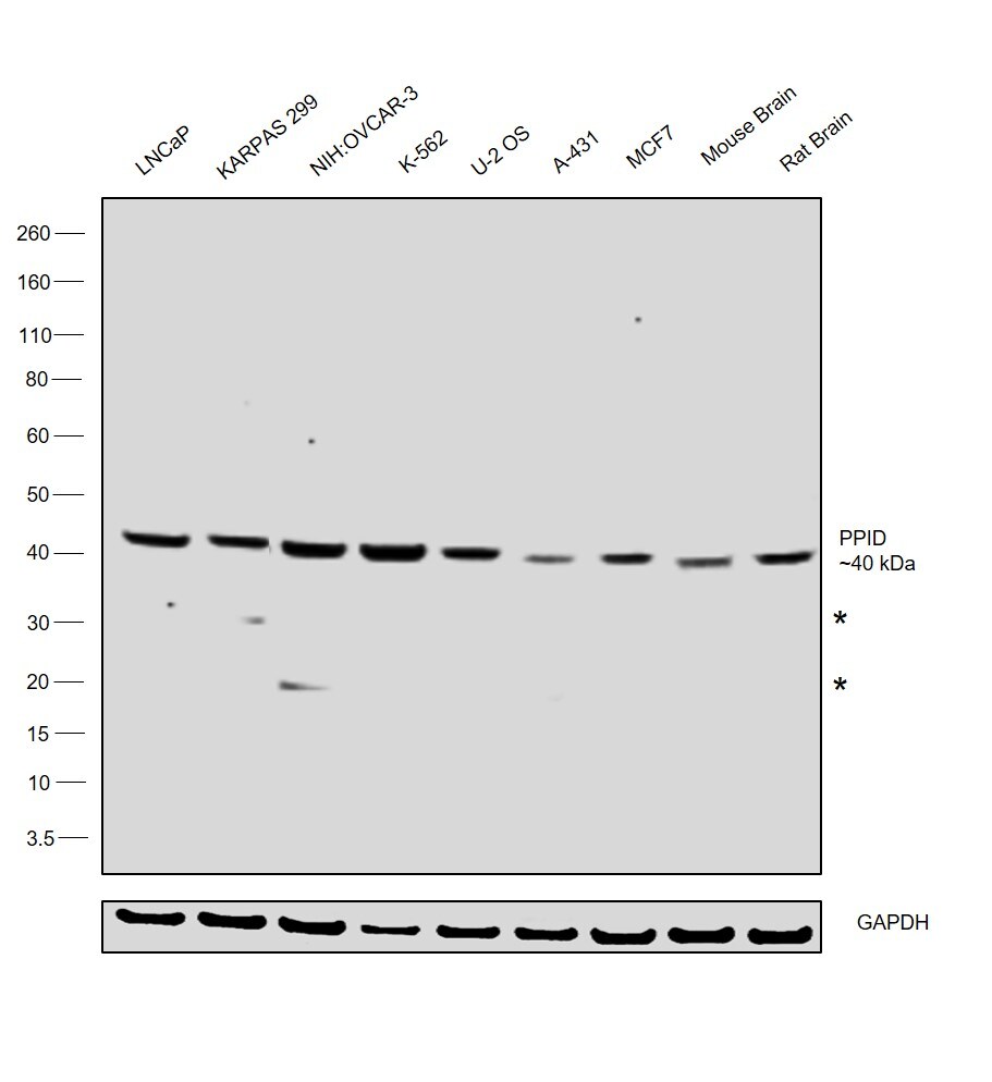 Cyclophilin 40 Antibody in Western Blot (WB)