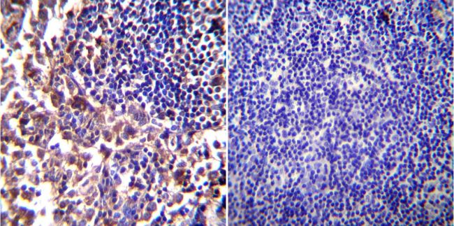 iNOS Antibody (PA3-030A)