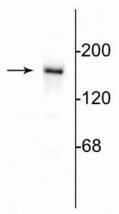 NMDAR2B Antibody in Western Blot (WB)