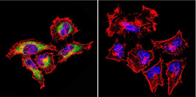 Rab4 Antibody (PA3-912)