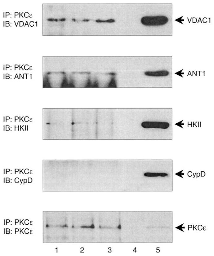 Cyclophilin 40 Antibody in Western Blot (WB)