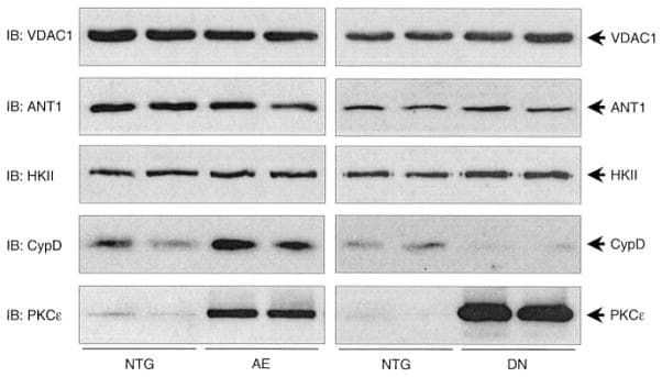 Cyclophilin 40 Antibody in Western Blot (WB)