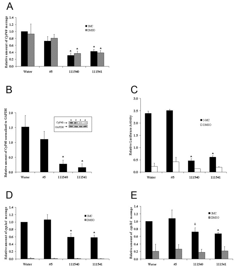 Cyclophilin 40 Antibody