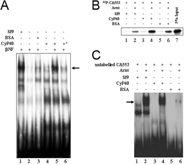 Cyclophilin 40 Antibody in Gel Shift (GS)