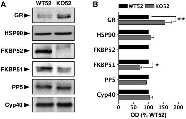 Cyclophilin 40 Antibody in Western Blot (WB)