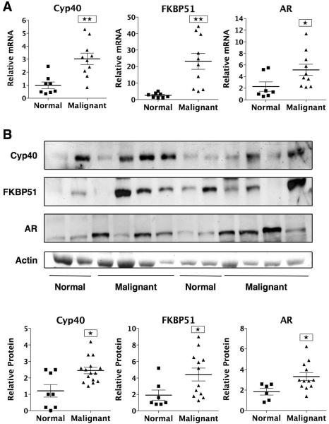 Cyclophilin 40 Antibody in Western Blot (WB)