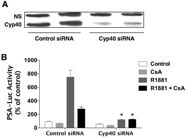 Cyclophilin 40 Antibody in Western Blot (WB)