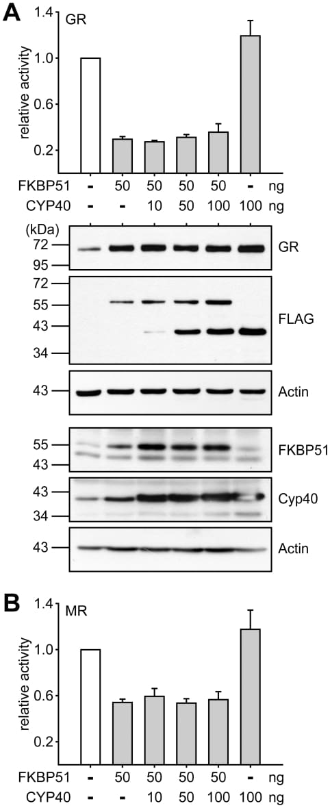 Cyclophilin 40 Antibody in Western Blot (WB)