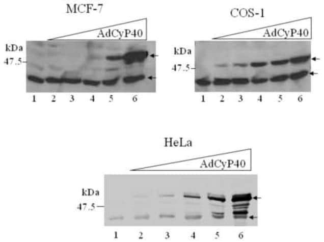 Cyclophilin 40 Antibody in Western Blot (WB)