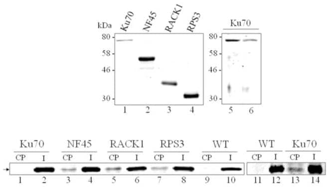 Cyclophilin 40 Antibody in Western Blot (WB)