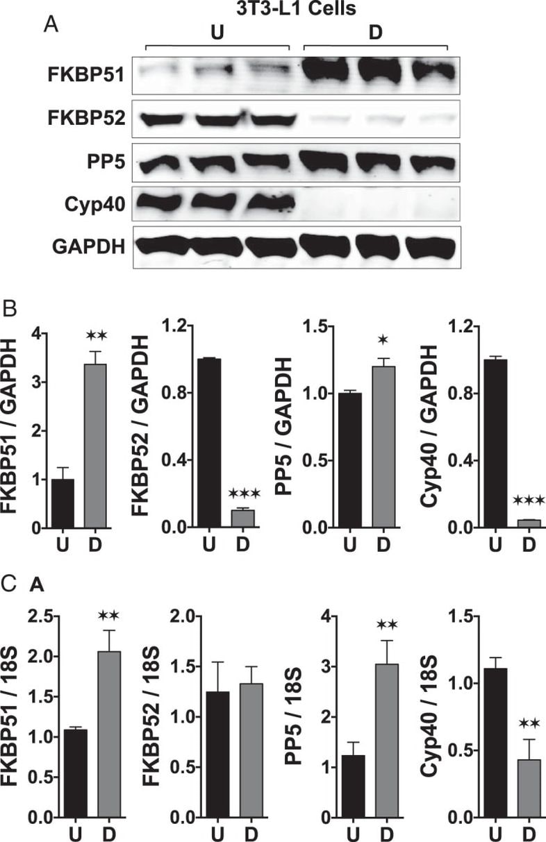 Cyclophilin 40 Antibody in Western Blot (WB)