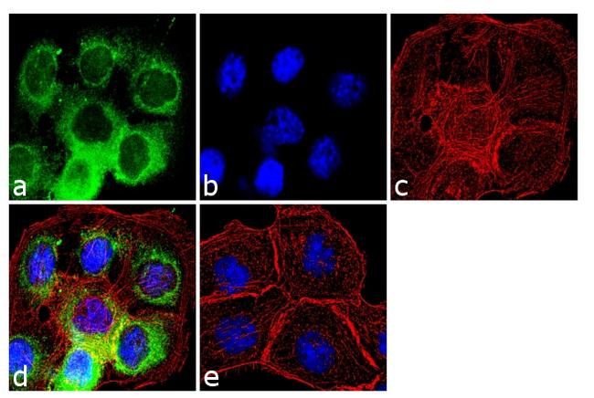 Cyclophilin 40 Antibody in Immunocytochemistry (ICC/IF)