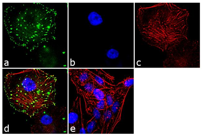 ADORA1 Antibody in Immunocytochemistry (ICC/IF)