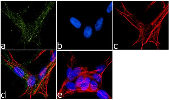 Phospho-NMDAR2B (Tyr1336) Antibody in Immunocytochemistry (ICC/IF)