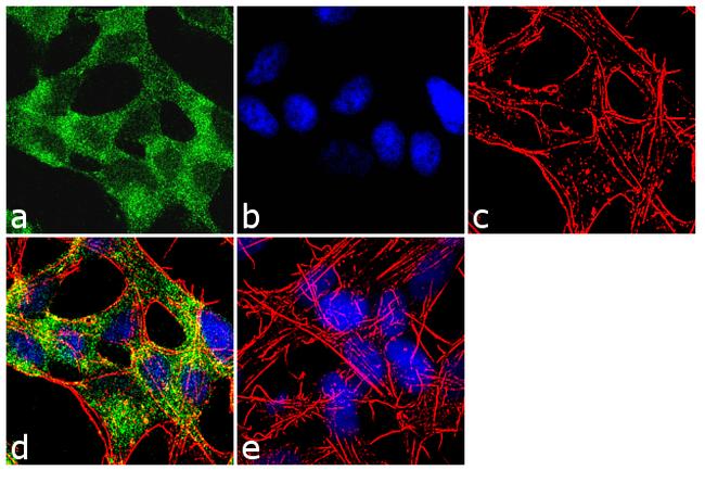 SSTR4 Antibody in Immunocytochemistry (ICC/IF)