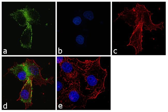 CCKAR Antibody in Immunocytochemistry (ICC/IF)